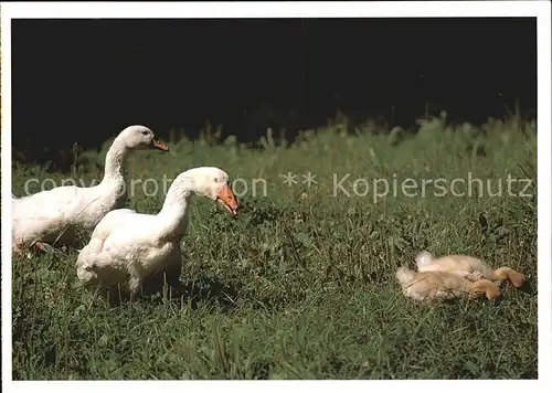 Gefluegel Gaense Kueken  Kat. Tiere