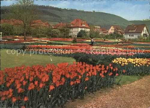 Deckbergen Essmannshof Deutschlands groesste Tulpenschau Kat. Rinteln