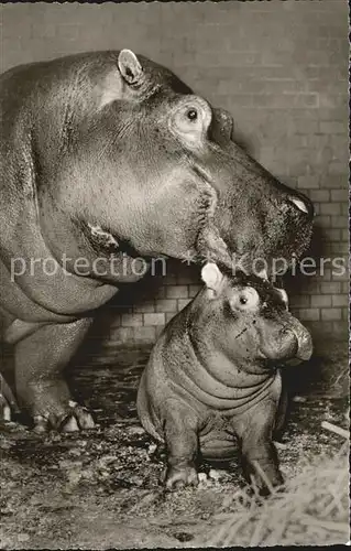 Tiere Flusspferde Zoo Frankfurt am Main Kat. Tiere