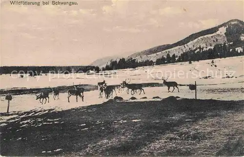 Schwangau Wildfuetterung Kat. Schwangau