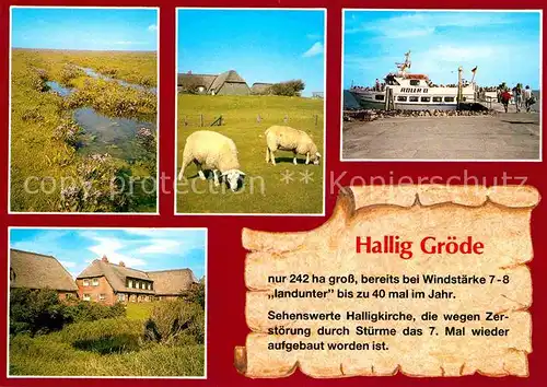 Hallig Groede Teilansichten Faehre Schafe Kat. Groede Hallig