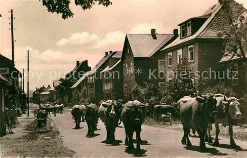 Frauenwald Thueringen Dorfstrasse Viehtrieb Kat. Frauenwald