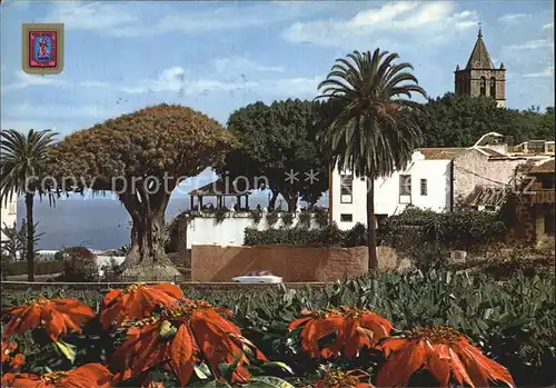 Icod de los Vinos El Drago Milenario  Kat. Tenerife Islas Canarias Spanien