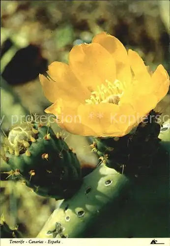 Blumen Cactus en Flor Tenerife  Kat. Pflanzen