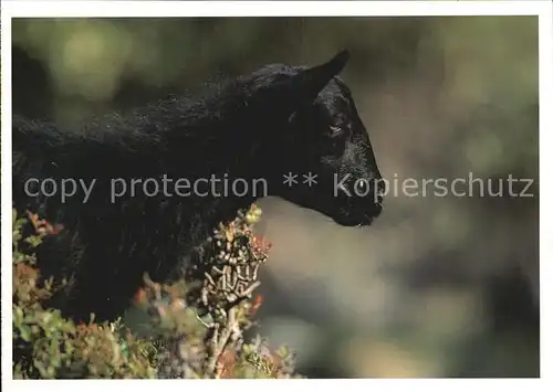 Schafe  Kat. Tiere