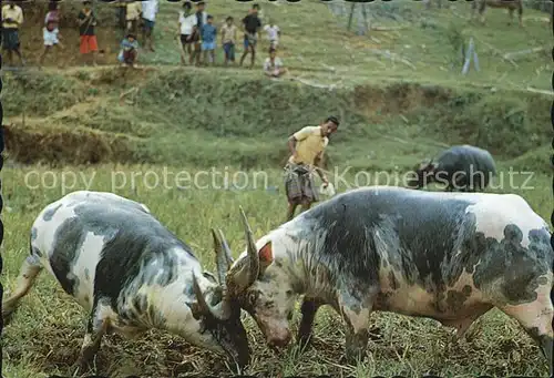 Bueffel Buffalo Fighting Tana Toraja South Sulawesi Kat. Tiere