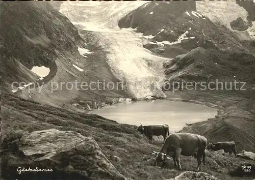 Foto Popp Nr. 1865 Gletschersee Kuehe  Kat. Fotografie