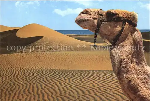 Kamele Maspalomas Gran Canaria Dunas de Arena  Kat. Tiere