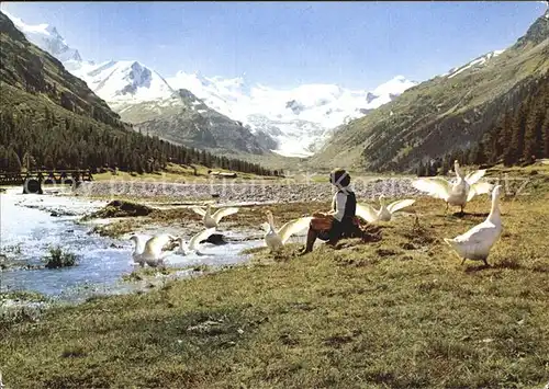 Gefluegel Gaense Beim Restaurant Roseggletscher  Kat. Tiere