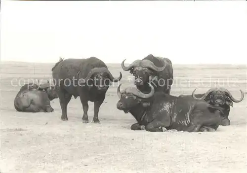 Bueffel Ngorongoro Kat. Tiere