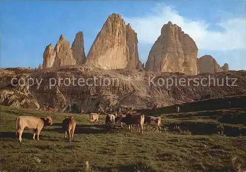 Kuehe Dolomiti Tre Cime di Lavaredo Drei Zinnen  Kat. Tiere