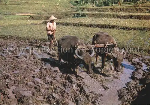 Landwirtschaft Pflug Ochsen Ploughing  Kat. Landwirtschaft