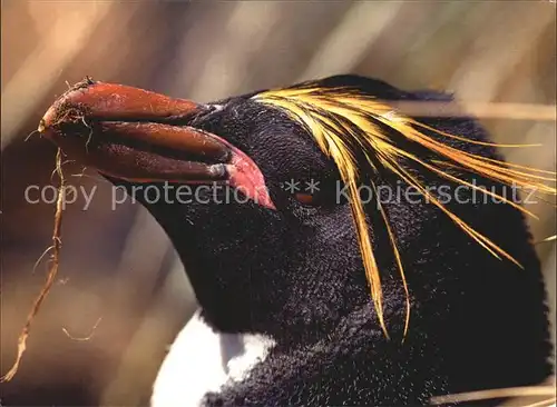 Pinguin Macaroni Penguin Goldschopfpinguin Kat. Tiere