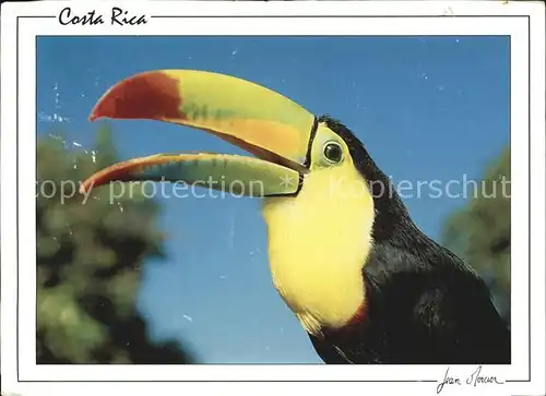 Voegel Tucan Costa Rica  Kat. Tiere