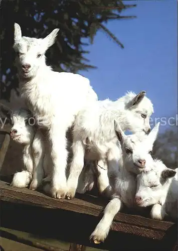 Ziege Hausziegen Chevre Goat Kat. Tiere