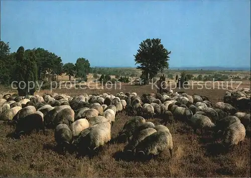 Schafe Heidschnuckenherde Lueneburger Heide  Kat. Tiere