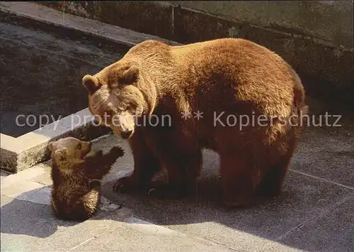 Baeren Bern Junge Baeren Baerengraben Kat. Tiere