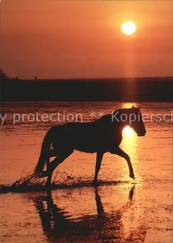 Pferde Camargue Sonnenuntergang Kat. Tiere