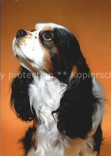 Hunde Prince Charles Cavalier King Charles Spaniel Kat. Tiere