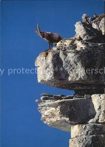 Steinbock Bouquetin Ibex  Kat. Tiere