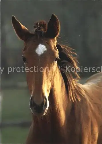 Pferde Ungarisches Vollblut  Kat. Tiere