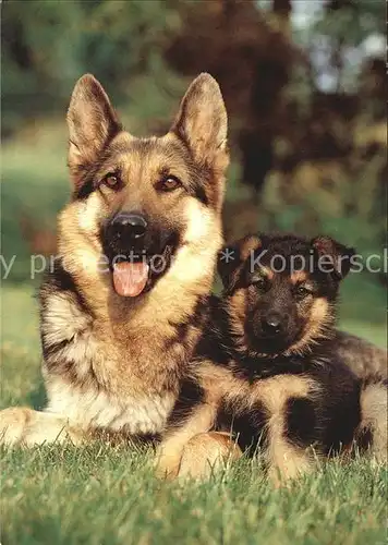 Schaeferhunde Welpe Shepherd Dog Kat. Tiere