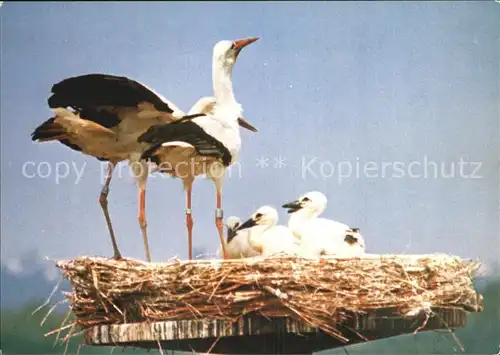 Storch Wiederansiedlungsversuch Wiesbaden Schierstein  Kat. Tiere