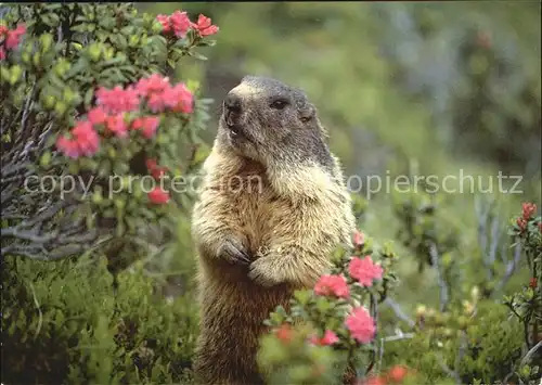 Murmeltier Marmotte Marmot  Kat. Tiere