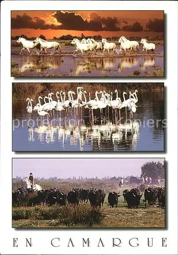 Flamingo Pferde Bueffel Camargue  Kat. Tiere