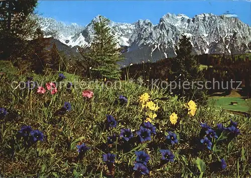 Blumen Alpenflora Stengelloser Enzian Primel Kat. Pflanzen
