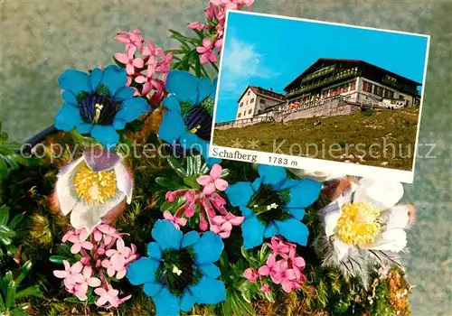 St Wolfgang Wolfgangsee Berghotel Restaurant auf dem Schafberg Alpenblumen Kat. St. Wolfgang im Salzkammergut