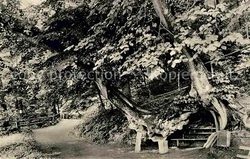 Iburg Teutoburger Wald Baum der Liebe Kat. Hoerstel