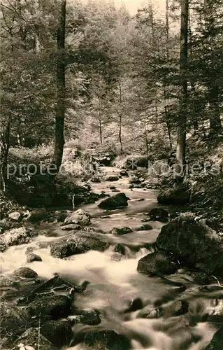 Stutenhaus Adlersberg Umgebung Vessertal Waldpartie Bachlauf Kat. Schmiedefeld Rennsteig