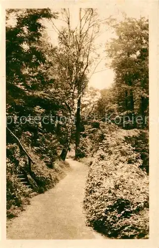 Senftenberg Niederlausitz Stadtpark Kat. Senftenberg