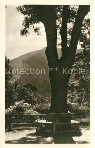 Kipsdorf Blick von der Rundbank Oberkipsdorf zur Tellkoppe Erzgebirge Kat. Altenberg