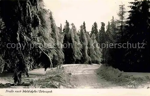 Waldidylle Panorama Kat. Altenberg