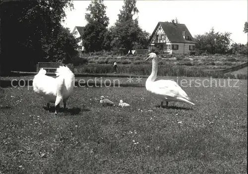 Amriswil TG Schwanen Idyll Weiherhuesli Kat. Amriswil