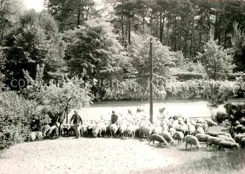 Lobetal Hoffnungstaler Anstalten Schafherde Kat. Bernau