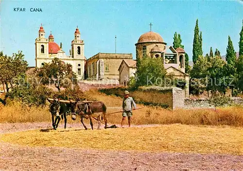 Kfar Kana Maultier Pflug Kirche Kat. Cana