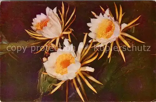 Blumen Night Blooming Cereus  Kat. Pflanzen