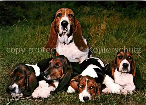 Hunde Basset Hound Kat. Tiere