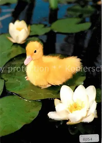 Enten Hausente Kueken Seerose  Kat. Tiere