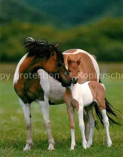 Pferde Welsh Mountain Ponys Kat. Tiere