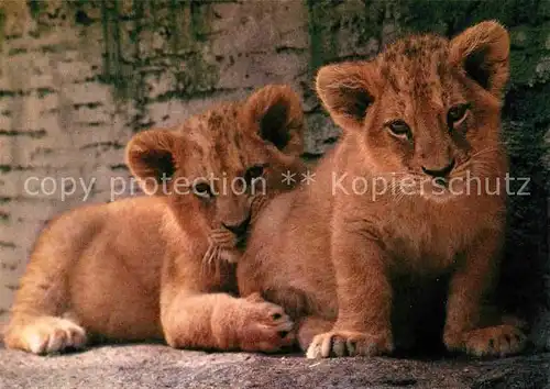 Loewe Zoo Zuerich Junge Loewen Kat. Tiere