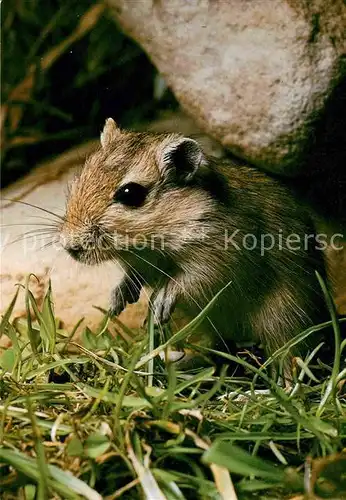 Maeuse Rennmaus Gerbils Gerbilline  Kat. Tiere