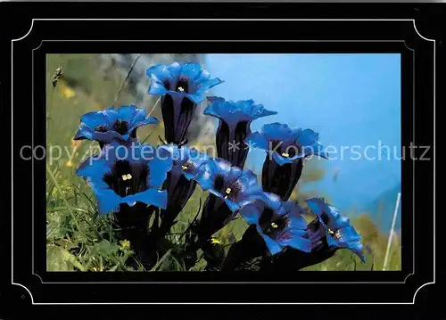 Blumen Enzian Gentiana clusii  Kat. Pflanzen