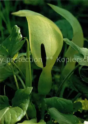 Pflanzen Gemeiner Aronstab Arum maculatum  Kat. Pflanzen