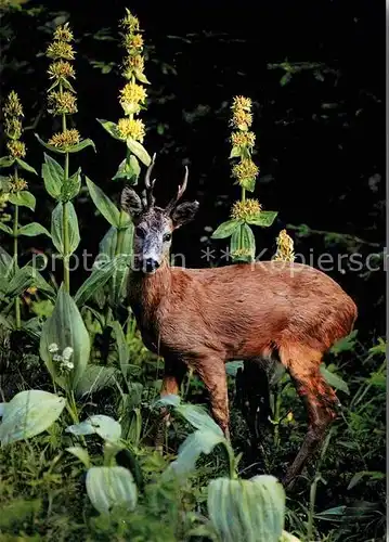 Hirsch Rehboch Chevreuil  Kat. Tiere