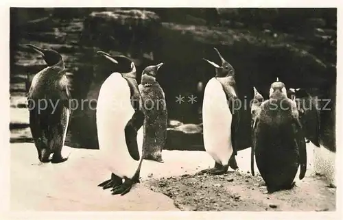 Hagenbeck Tierpark Altona Stellingen Hamburg Suedpolar Panorama Koenigspinguine Kat. Tiere