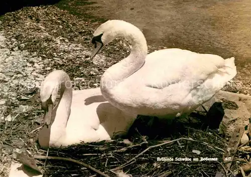 Schwan Bruetende Schwaene Bodensee  Kat. Tiere